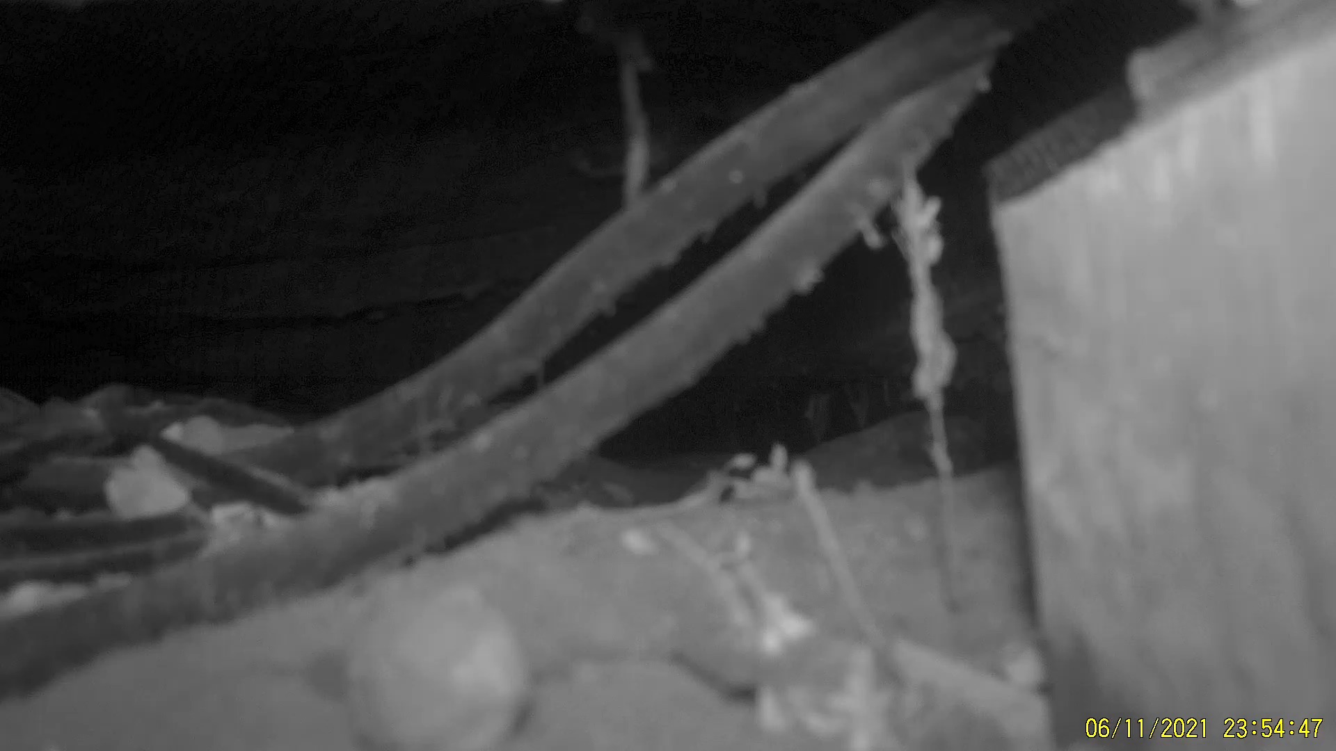 Animal detection in the wild Object Detection Model by Thesis Project