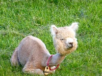 alpacainstancesegmentation project thumbnail