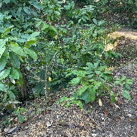 CACAO VERDE LEJOS V1 project thumbnail