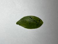 citrus-leaf-disease project thumbnail