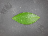 CLASS-citrus-leaf-disease project thumbnail