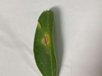 citrus-leaf-disease-leaf project thumbnail