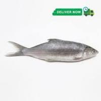Fish Detector project thumbnail