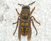 Bee project thumbnail