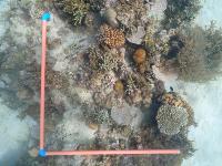 CoralSegmentation project thumbnail