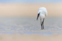 Little Egret project thumbnail