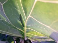 Crop Pest & Leaf Damage Dataset project thumbnail