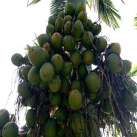 arecanut project thumbnail