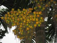 arecanut-hari project thumbnail