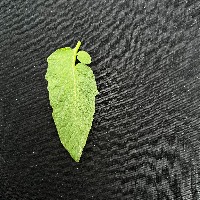 Tomato insects project thumbnail