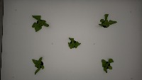 Small Object Detection (sahi) Instance Segmentation project thumbnail