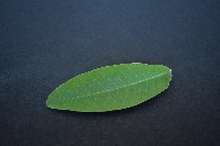 Leaf Detection 3 project thumbnail
