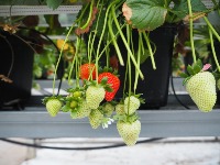 Strawberry project thumbnail