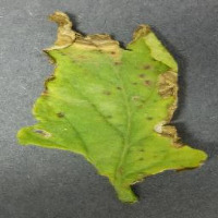 LEAF project thumbnail
