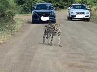 African Animal Detector project thumbnail