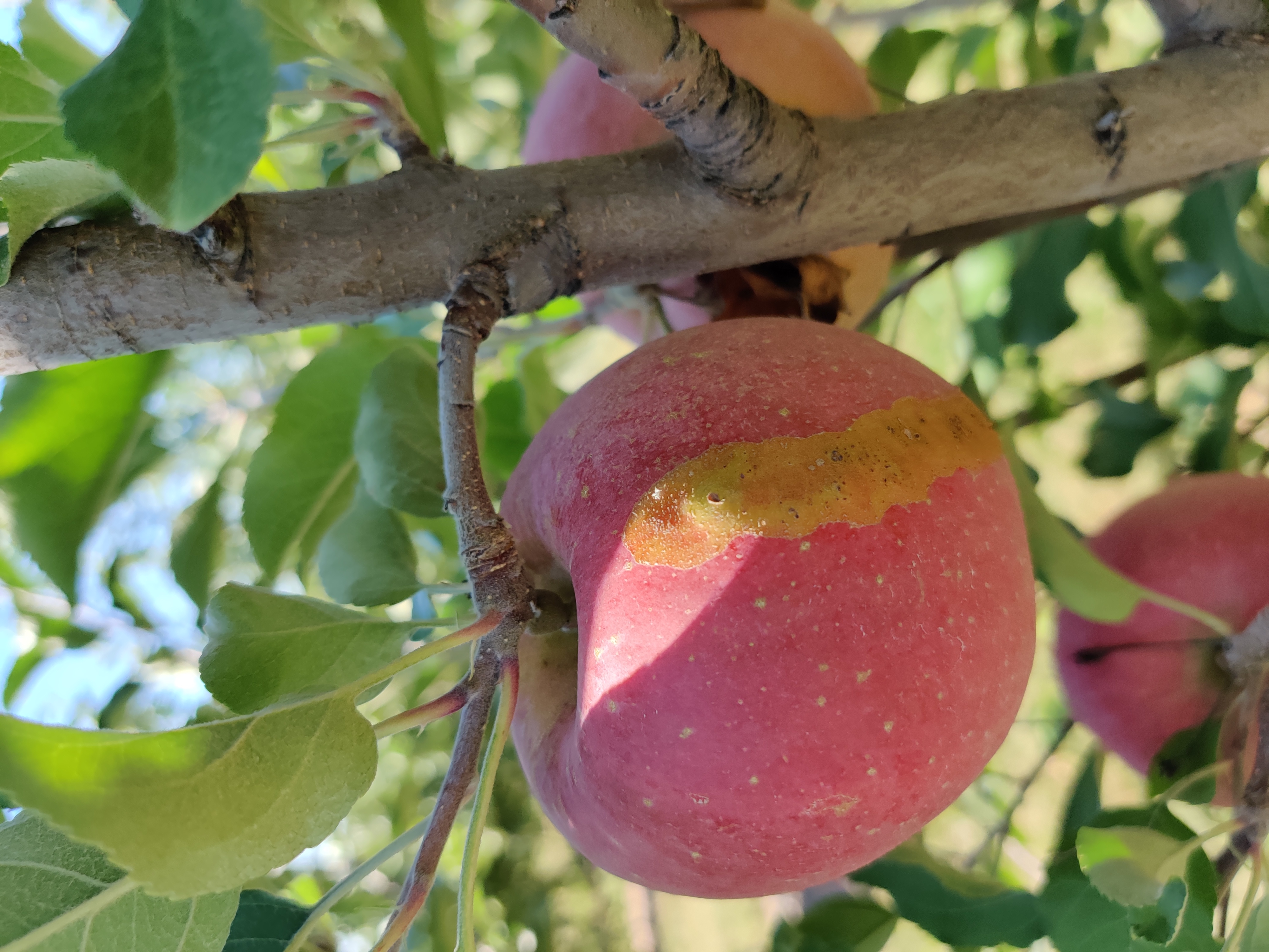 apple_fruit_harvesting Object Detection Model (v10, Fruit_surface_v4 ...