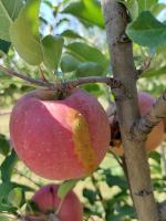 apple_fruit_harvesting project thumbnail