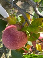 Apple_stem project thumbnail