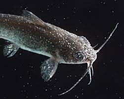 Fish Disease Classification Model by Smart Automatic Aquaculture System ...
