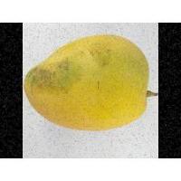 mango_classificationv3 project thumbnail