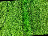 weed project thumbnail