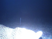 leopard project thumbnail