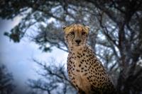 LEOPARD project thumbnail