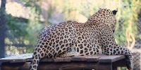 Leopard project thumbnail