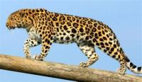 leopard project thumbnail