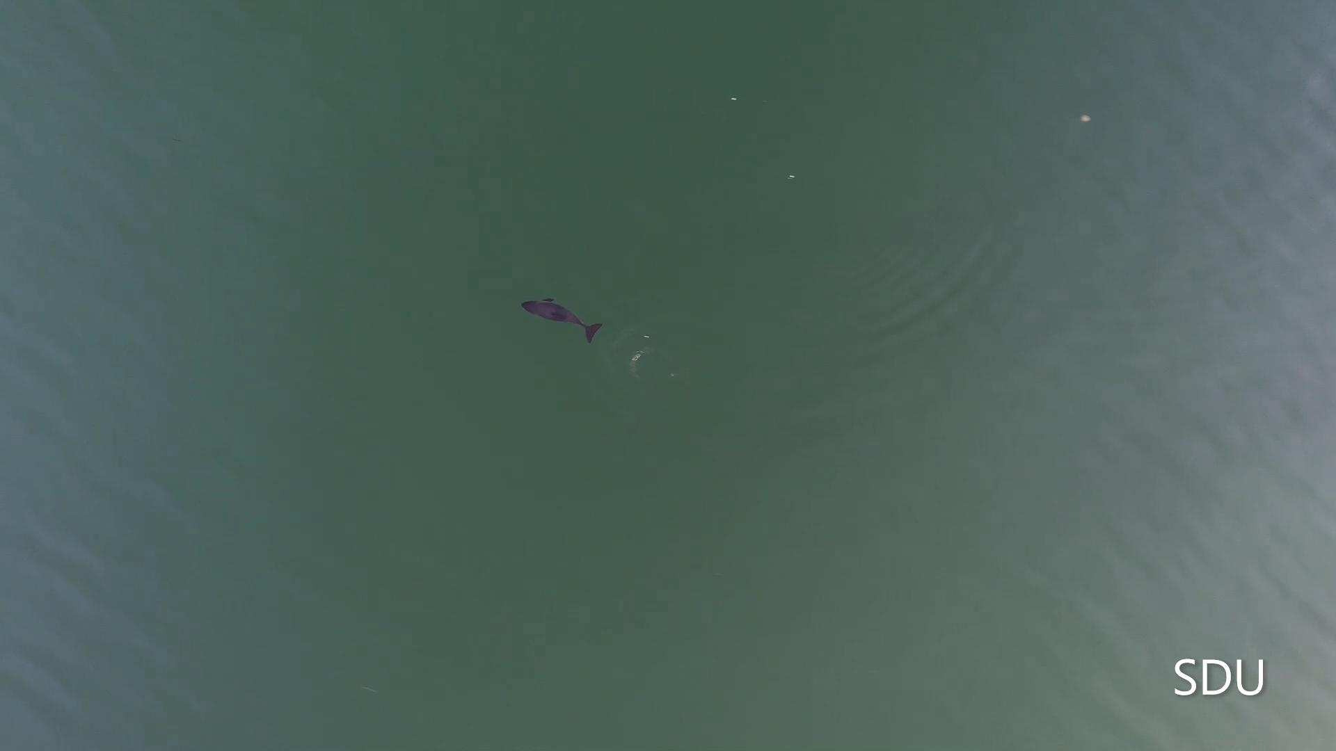 test1 Object Detection Dataset by Sigurd Røkenes