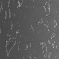 Impurity_IS project thumbnail