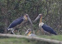 Extinct Indian Birds project thumbnail