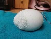 egg classification project thumbnail