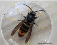insect species identifier project thumbnail