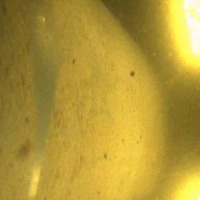 pisci project thumbnail