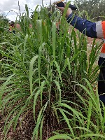 seg-gamba-grass project thumbnail