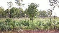 gamba-grass-video project thumbnail