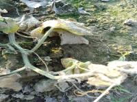 Melon Leaf Detection project thumbnail