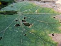 Melon Disease Detection project thumbnail