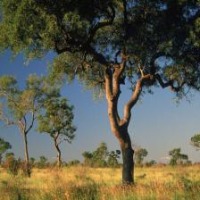 tree classification1 project thumbnail