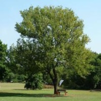 tree classification2 project thumbnail
