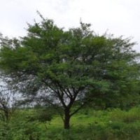 tree classification project thumbnail