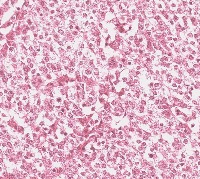 mitosis project thumbnail