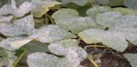 leaf project thumbnail