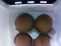 egg and mandarin project thumbnail