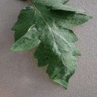 Tomato Late Blight project thumbnail