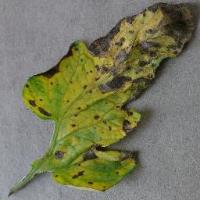 Tomato Early Blight project thumbnail