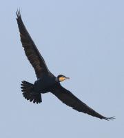 ฺฺBird detector project thumbnail