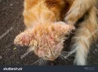 AI recognition on Cat Disease project thumbnail