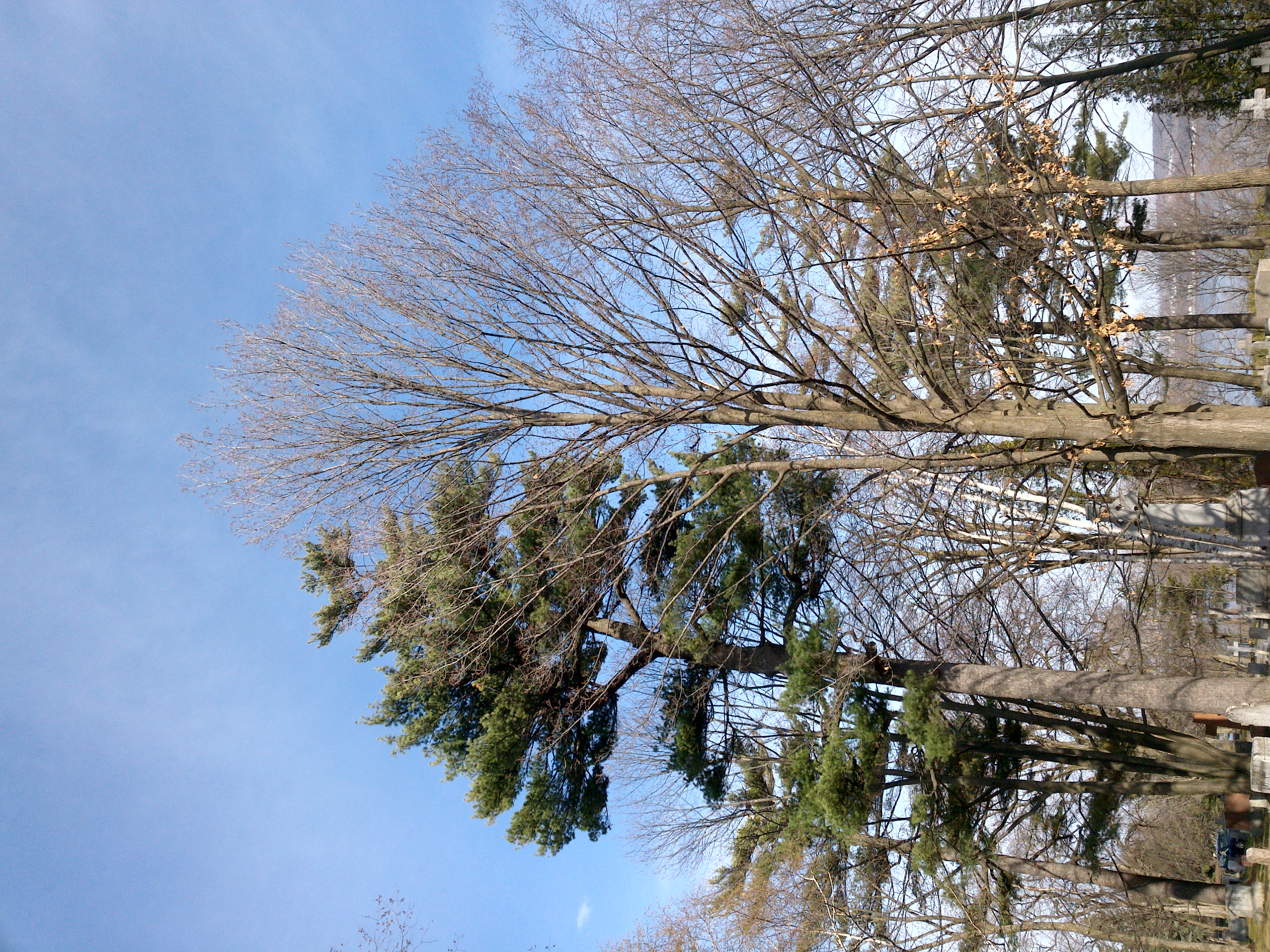 Intane Tree Image Search Tree Detection Object Detection Dataset by Innovasur